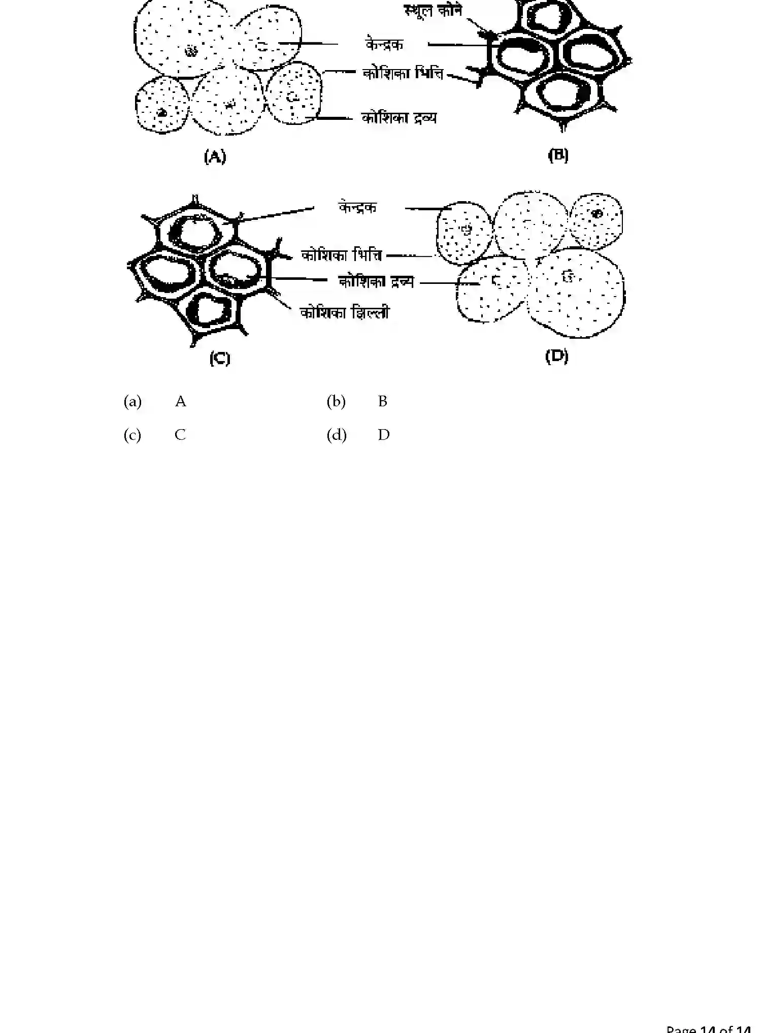 CBSE-Class-9-Previous-Year-Question-Papers-A1-SCIENCE-SET-5-Page-14 Image
